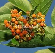 榜#?VúQ?殼(品貌非凡怎么念)